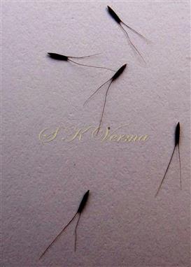  Spikelets
